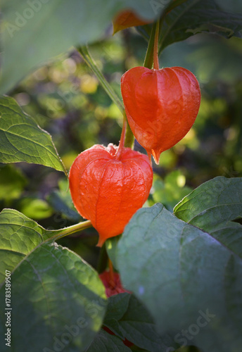Physalis close-up