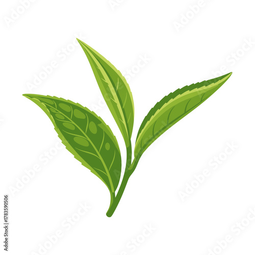 Fresh green tea leaves