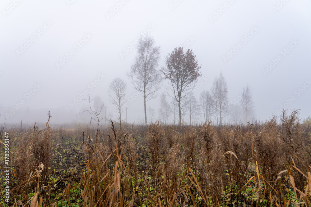 Fototapeta premium Autumn Field in Fog — Quiet Nature Scene