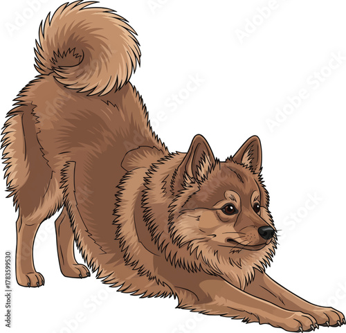 German Spitz dog stretching play bow pose vector illustration