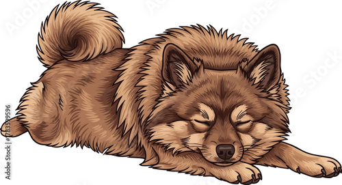 German Spitz dog lying down sleeping cute vector illustration