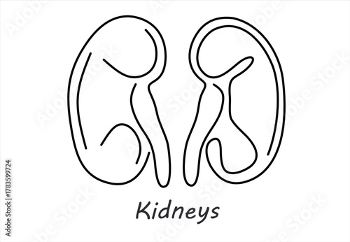 Line Art Drawing of Human Kidneys