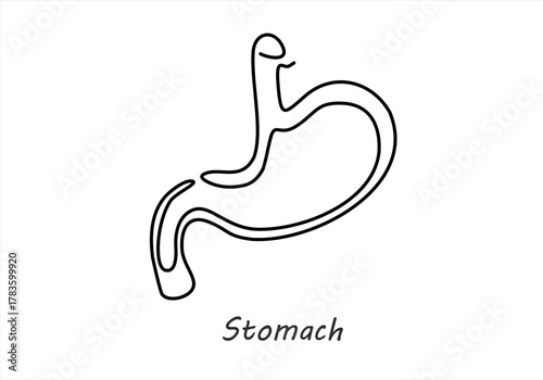 Continuous Line Drawing of Human Stomach