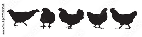  chicken silhouette vector 