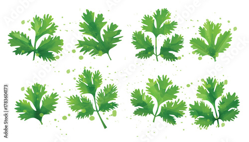 cilantro mint leaf vector illustration