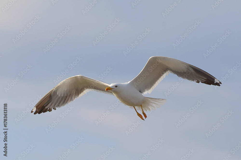 Obraz premium Heuglin's Gull is flying beautifully in the bright sky.