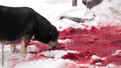 A dog stands on snow covered with red stains like a blood, sniffing the ground on a winter farm.