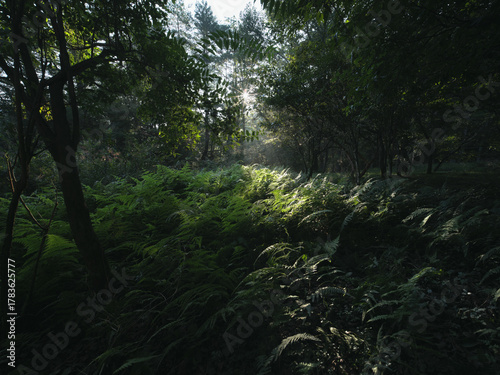 光が差し込む森