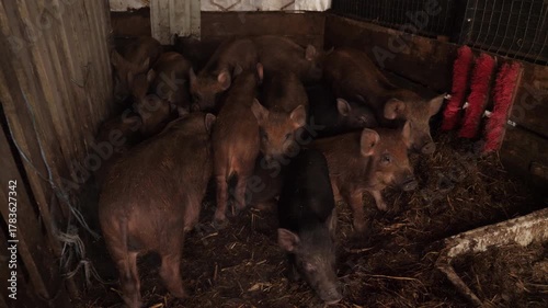 A large group of young brown and black piglets stands closely together inside a dimly lit barn pen.