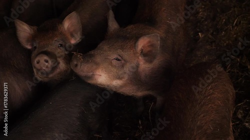 A young black piglet looks up while standing in a dark barn pen filled with straw. More piglets are visible in the background, creating a natural and rustic farm atmosphere.
