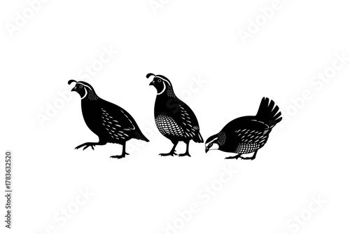 Three black california quail birds on white background. Suitable for nature, wildlife, bird watching, and educational designs.