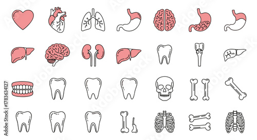 Collection of Thin Line Icons Representing Internal Human Organs, Teeth, and Bones, Ideal for Medical Websites, Educational Materials, and Health-Related Applications, Vector Cartoon Illustration