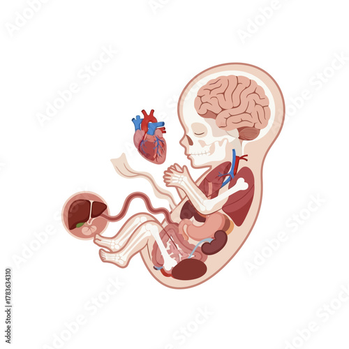 Illustration of a Developing Fetus with Visible Organs and Placenta.