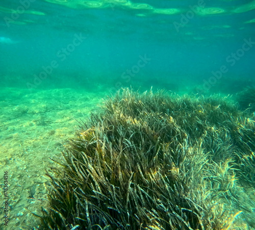 underwater meadows of posidonia oceanica in coastal sea floor in mediterranean sea, var, france