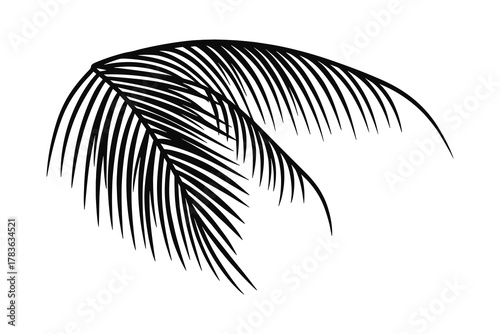 Palm leaf outline silhouette tropical plant isolated