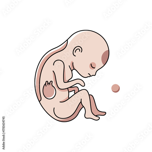 Illustration of a human fetus curled up in a fetal position showing internal organs.