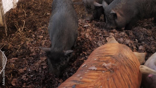 Group of pigs lying on straw and mud inside farm barn. Concept of livestock farming, agriculture and rural life.