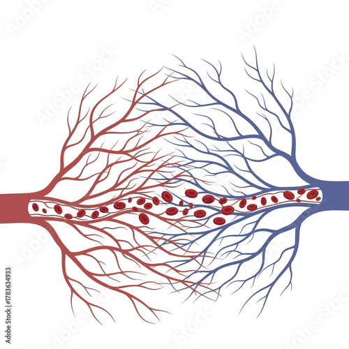 Illustration of Blood Vessels with Red Blood Cells.