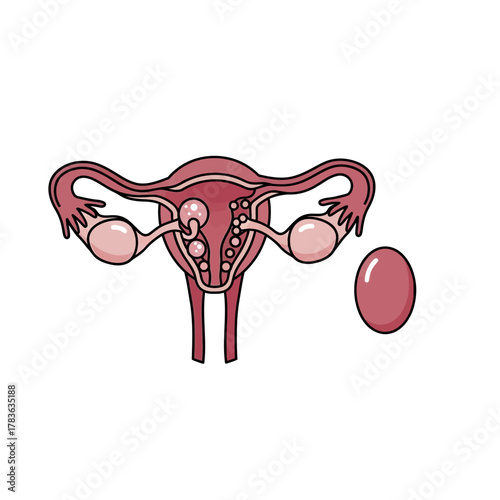 Illustration of the female reproductive system with an egg.