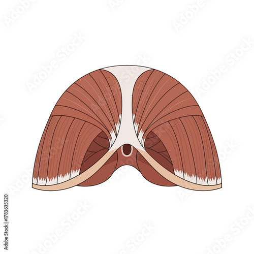 Illustration of the Human Diaphragm Muscle Anatomy.