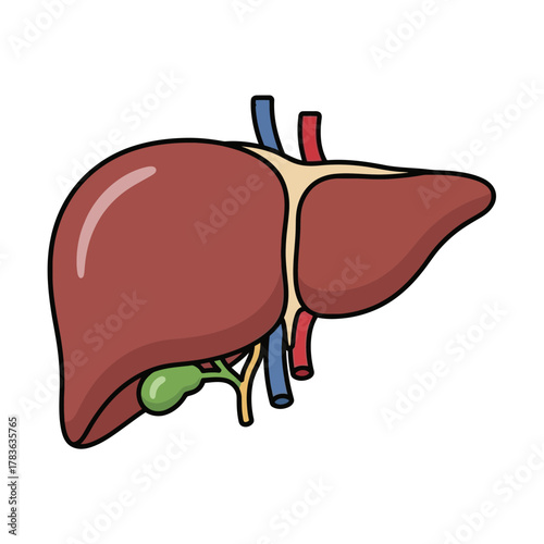 Simple anatomical cartoon illustration of the human liver organ.