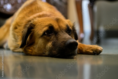 Photography portrait of a dog