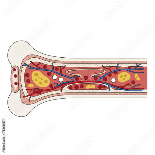 Anatomical cross section of a human long bone with marrow.
