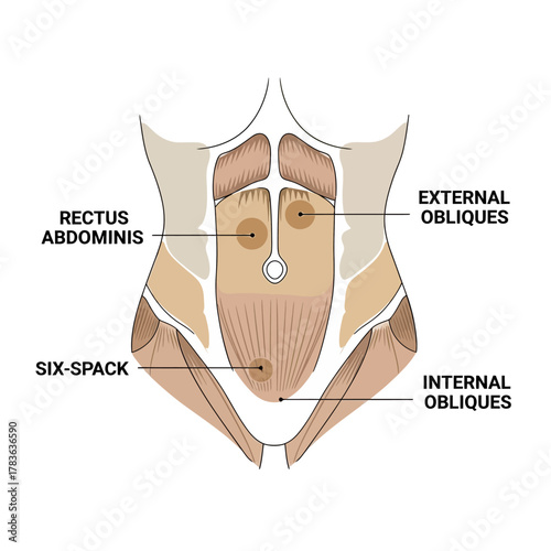 Anatomical Diagram of Human Abdominal Muscles with Labels.