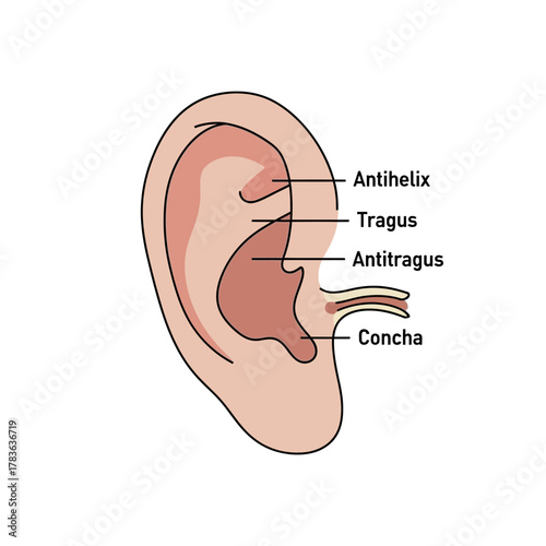 Anatomical Diagram of the Human Ear with Labeled Parts.
