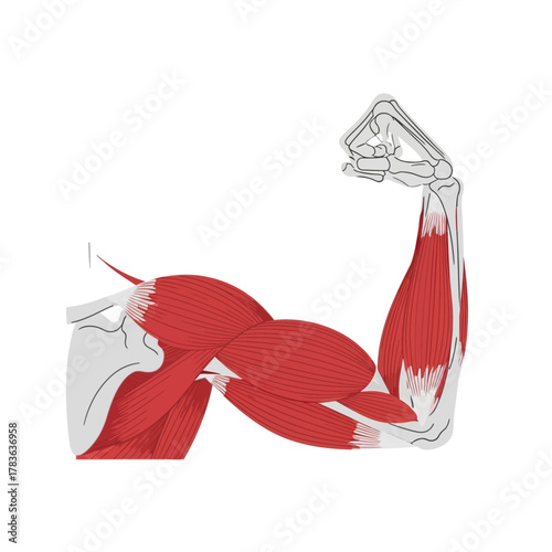 Anatomical Illustration of Human Arm Muscles and Bones Flexing.