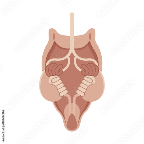 Anatomical illustration of a rodents internal organs, detailed and clear.