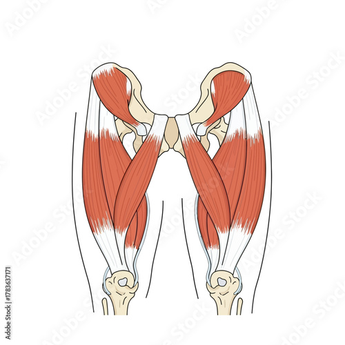 Anatomical illustration of human hip and thigh muscles.
