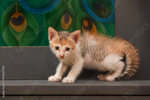 Little kitten posing to camera	
