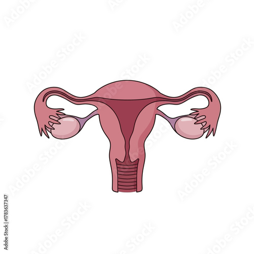 Anatomical illustration of the female reproductive system organs.