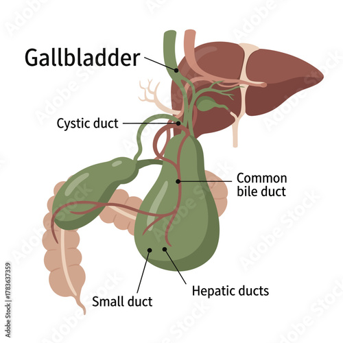 Anatomical illustration of the gallbladder and biliary system.