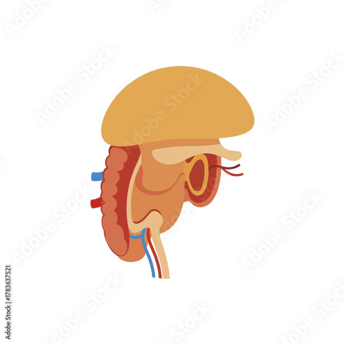 Anatomical illustration of the human brain and related structures.