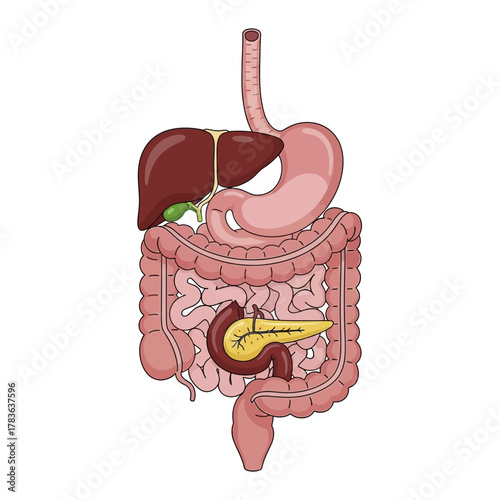 Anatomical illustration of the human digestive system organs.