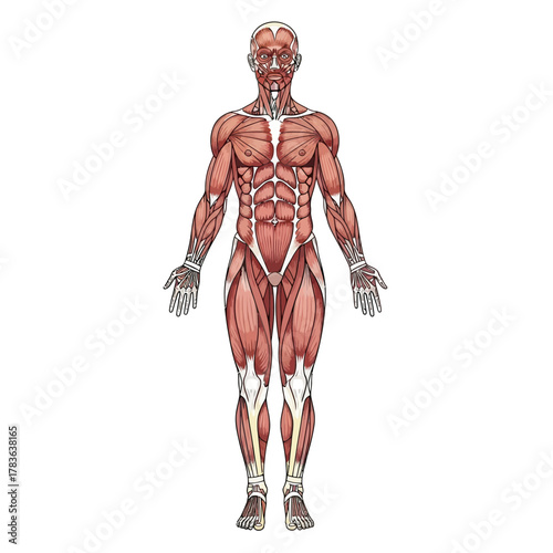 Anatomical illustration of the human male muscular system anterior view.