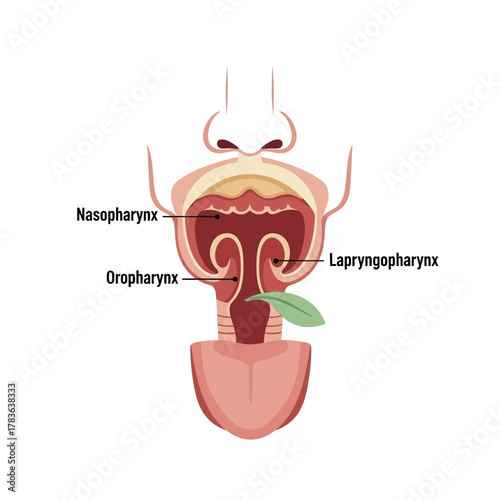 Anatomical illustration of the human pharynx and its key regions.