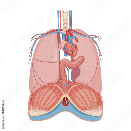 Anatomical illustration of the human thoracic cavity organs.