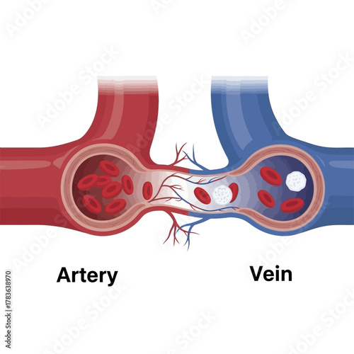 Artery, Capillary, and Vein Illustration Showing Blood Flow.