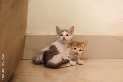 kittens are palying in house	
