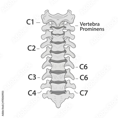 Cervical Spine Anatomy - Vertebrae and Structure.