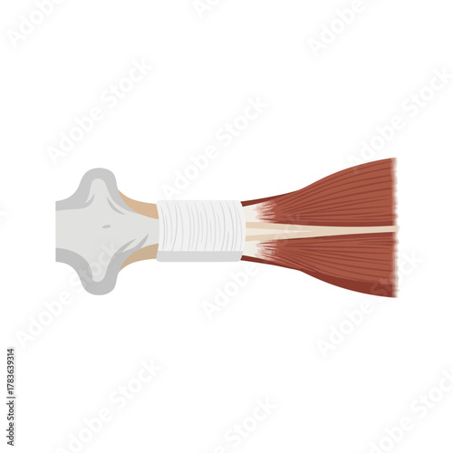 Detailed anatomical illustration of a muscle and bone structure for educational purposes.