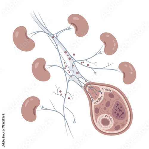 Detailed Anatomical Illustration of a Human Lymph Node.