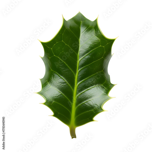 Single green holly leaf isolated on transparent background