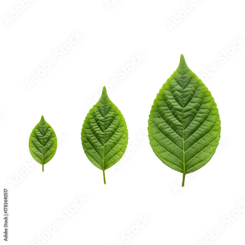 Three green leaves of different sizes isolated on transparent background