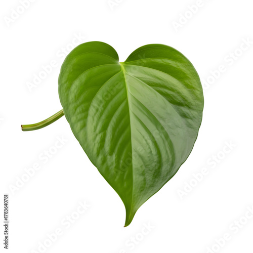 Single green heart shaped leaf isolated on transparent background