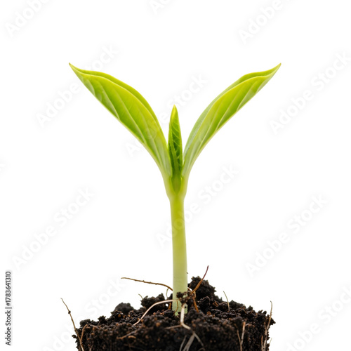 Young corn seedling growing from soil isolated on transparent background
