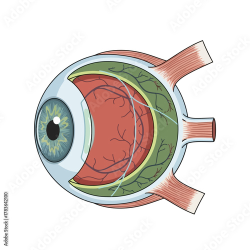 Detailed Medical Illustration of Human Eye Anatomy.